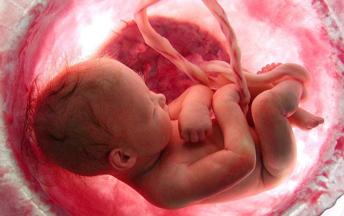 baby in womb